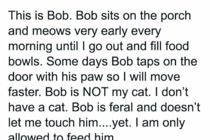 50 Hilariously Wholesome “My House, Not My Cat” Moments (New Pics)
