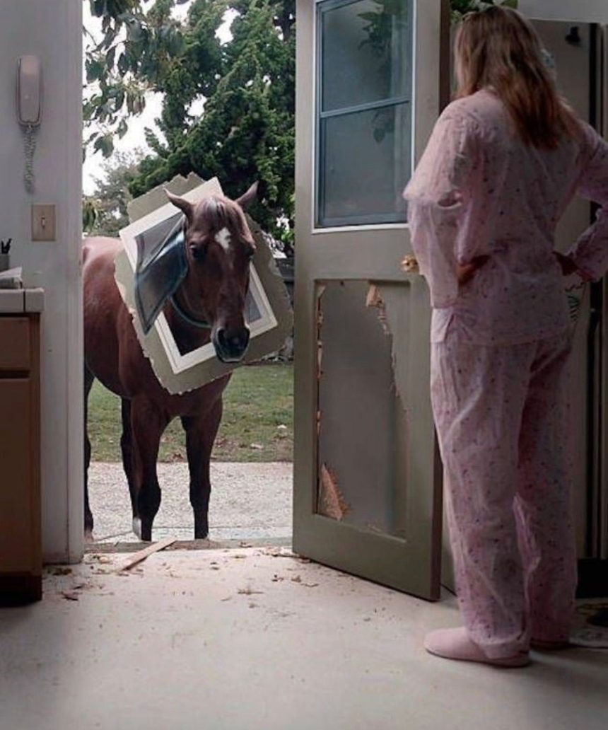 A HORSE CRASHED THROUGH OUR KITCHEN DOOR—AND I WOKE UP TO A LIVING NIGHTMARE 1 Usa People A HORSE CRASHED THROUGH OUR KITCHEN DOOR—AND I WOKE UP TO A LIVING NIGHTMARE