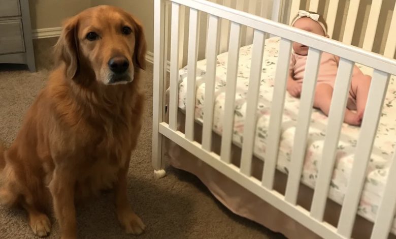 We almost surrendered our golden retriever because he barked at the nanny—until I watched the camera footage and was stunned 1 Usa People We almost surrendered our golden retriever because he barked at the nanny—until I watched the camera footage and was stunned