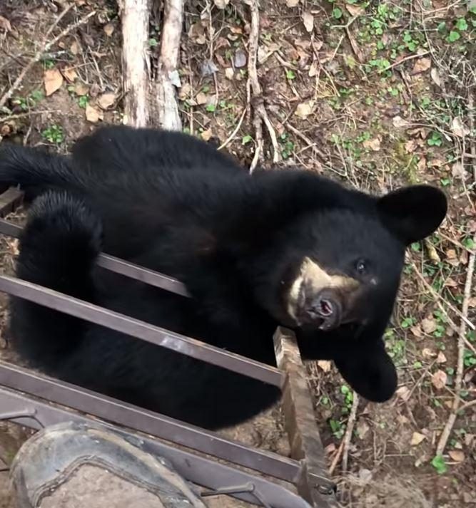 VIDEO: Woman in Tree Stand Watches As Bear Climbs Ladder