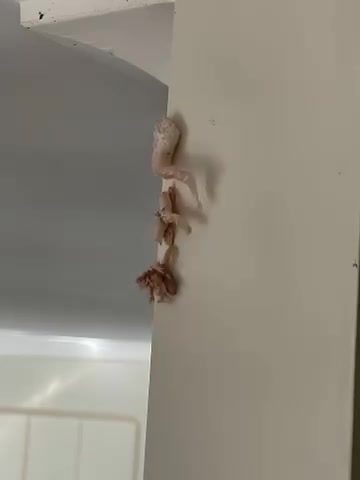 This morning I noticed a pinkish mass on my wall and immediately called the landlord: I was horrified when I realized what it was